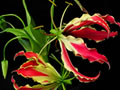 Gloriosa ou lis glorieux, une plante grimpante  fleurs uniques