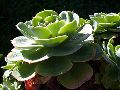 Sedum, la plante grasse qui adore les bains de soleil  Sedum - plante de rocaille - plante grasse - plante succulente - plante rupestre - crassulaces