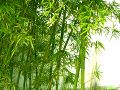 Attention aux espces de bambou colonisateurs!  bambou  jardin  plantes  tailler  astuces - croissance