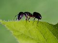 Une invasion de fourmis dans le jardin et la maison ? Au secours !  lutter contre les fourmis  prvenir  traitement  vermine