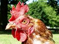 Kippen! Van biologische kippen tot batterijkippen