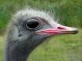 Struisvogel: extra large, extra mals