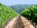 Languedoc-Roussillon: wijn uit het zonnige zuiden