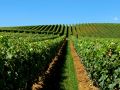 Côtes du Rhône: de wijnvallei bij uitstek…