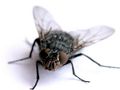 Vliegen, warmte en keukenafval - insecten verjagen - vliegen voorkomen - huis - GFT - afval...