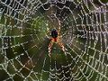 Chasser les araignées de votre maison - refuges à araignées - attraper les araignées - éradiquer les araignées...