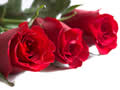 De symbolen van valentijn - de roos