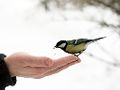 Vogels voederen in de winter - vogelvoer - voederplek in de tuin - vogels eten geven - voedsel voor vogels...