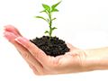 Gezonde planten met de juiste dosis meststoffen - organische - tuin - kalk - bladbemesting - tips...