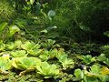 Aanleg en beplanting van een moerastuin - moerasvijver aanleggen - moerastuin aanleggen - planten...