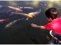 Vijvers en veiligheid! - zwemvijver - kinderen - tips - vijver - afscherming - tuin - kind - tips...