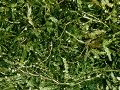 Fonteinkruid, een uitstekende zuurstofplant - vijver - planten - fonteinkruid aanplanten - zuurstofplant...