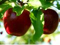 Welke appelboom kiezen? - Hoogstam - Halfstam - Laagstam - Leivorm - Variëteit - Bestuiving - Appelpitjes