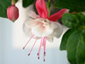 Fuchsia’s of kleurrijke ballerina’s in de tuin - Fuchsia’s planten - Fuchsia’s onderhouden