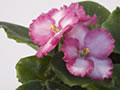 Vrolijke viooltjes - Soorten viooltjes - Planten van viooltjes