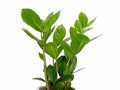 Zamioculcas zamiifolia - kamerplanten - verzorging - tips - planten - bloemen - kamerpalm...