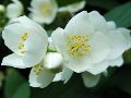 Kamerjasmijn of jasminum, witte bloemenpracht - gewone jasmijn - jasminum officinale - verzorging