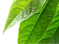 Stofvrije, glanzende bladeren? Hoe stof je kamerplanten af - afstoffen - planten - stof...