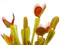 Groene vliegenvangers - Kaapse zonnedauw - Trompetbekerplant - verzorging - tips...