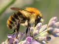 Propolis: het wondermiddel van de bijen? 