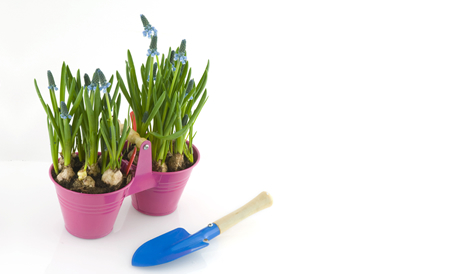 Uitgelezene Hyacint als kamerplant: breng de lente binnen! QI-26
